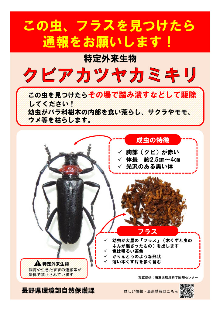クビアカツヤカミキリ