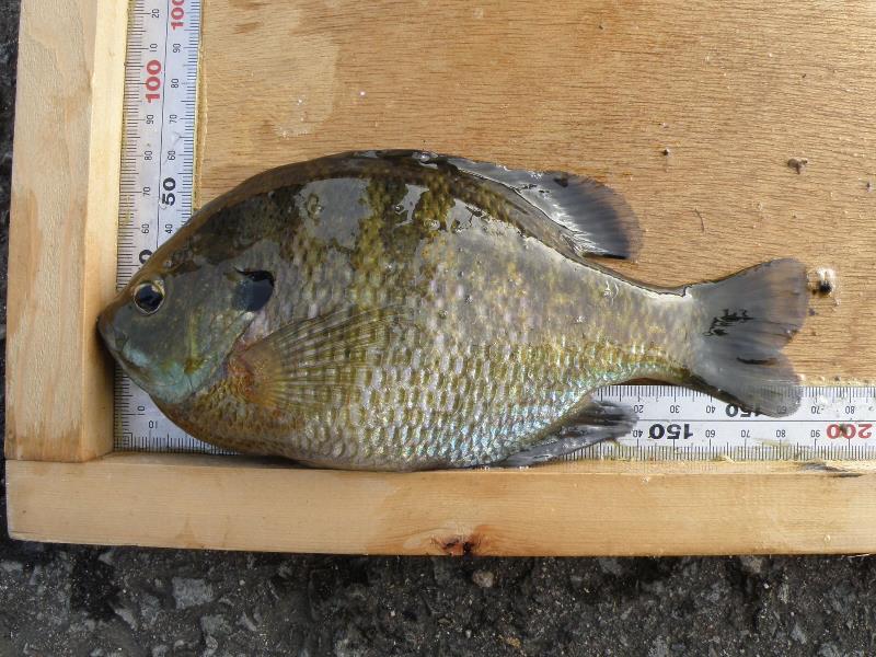 丸い形をした魚が、目盛りがついた木の枠の中に入れられている写真