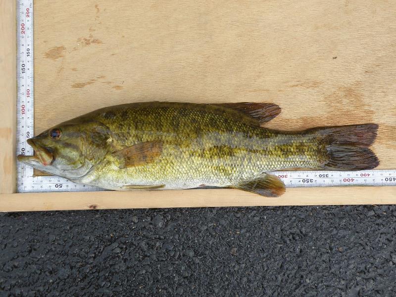 長細い形をした魚が、目盛りがついた枠の中に入れられている写真