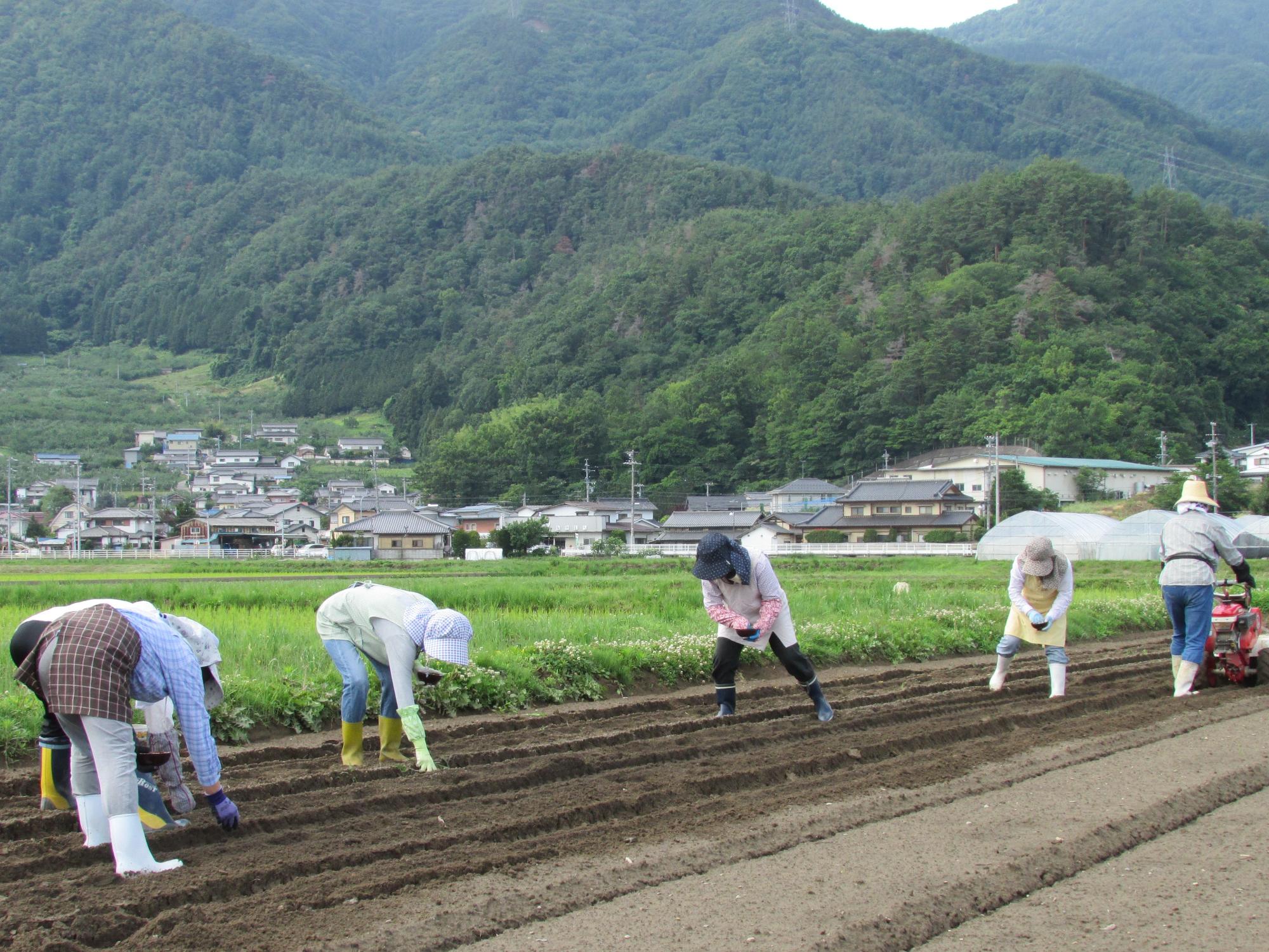 まめの会活動風景