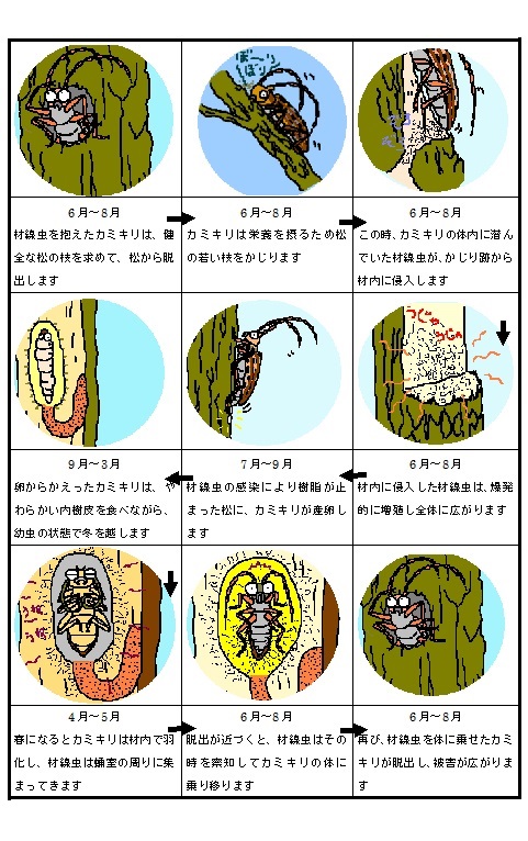 松くい虫被害のメカニズムに関するフロー図