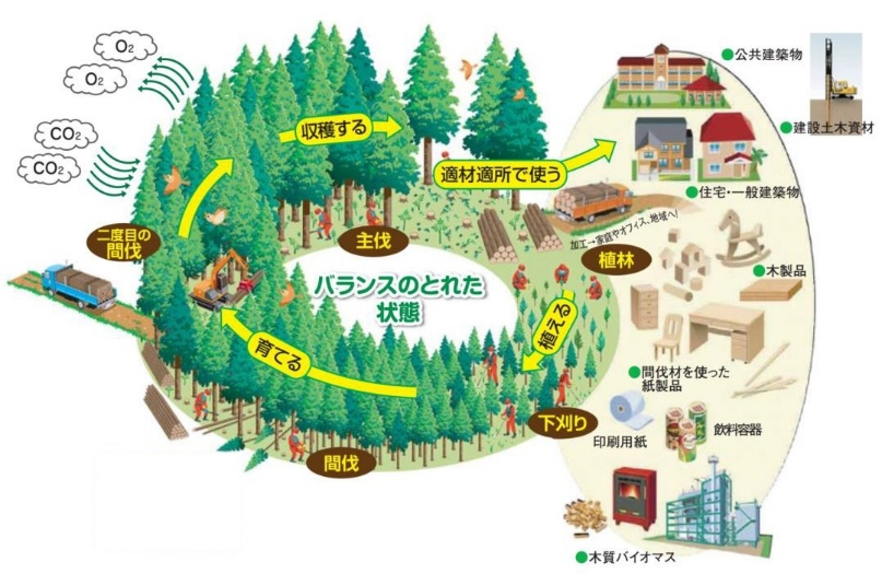 森林を育てて伐採し利用するまでの説明を図解したフロー図