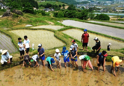 子供たちが棚田で田植えをしている写真