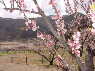 遠くに山、あんず木々が続き、近くに満開のあんずの花を映した写真