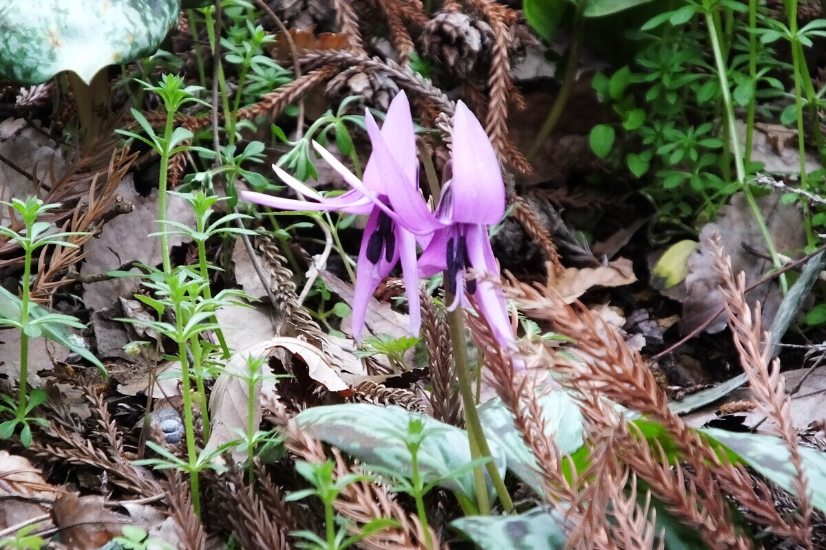 第28回 八王子山のかたくりまつり