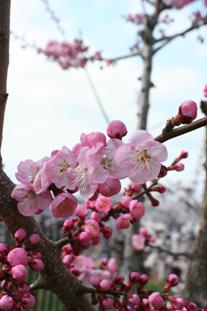 青空を背景に薄紅色のあんずの花が咲いている様子を映した写真