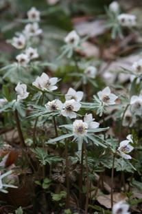 深い緑色の葉っぱと白く小さな花が特徴的な節分草の写真
