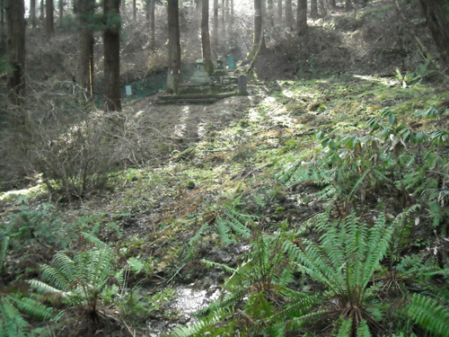 湧き水周辺に、植物の葉が生い茂っている写真