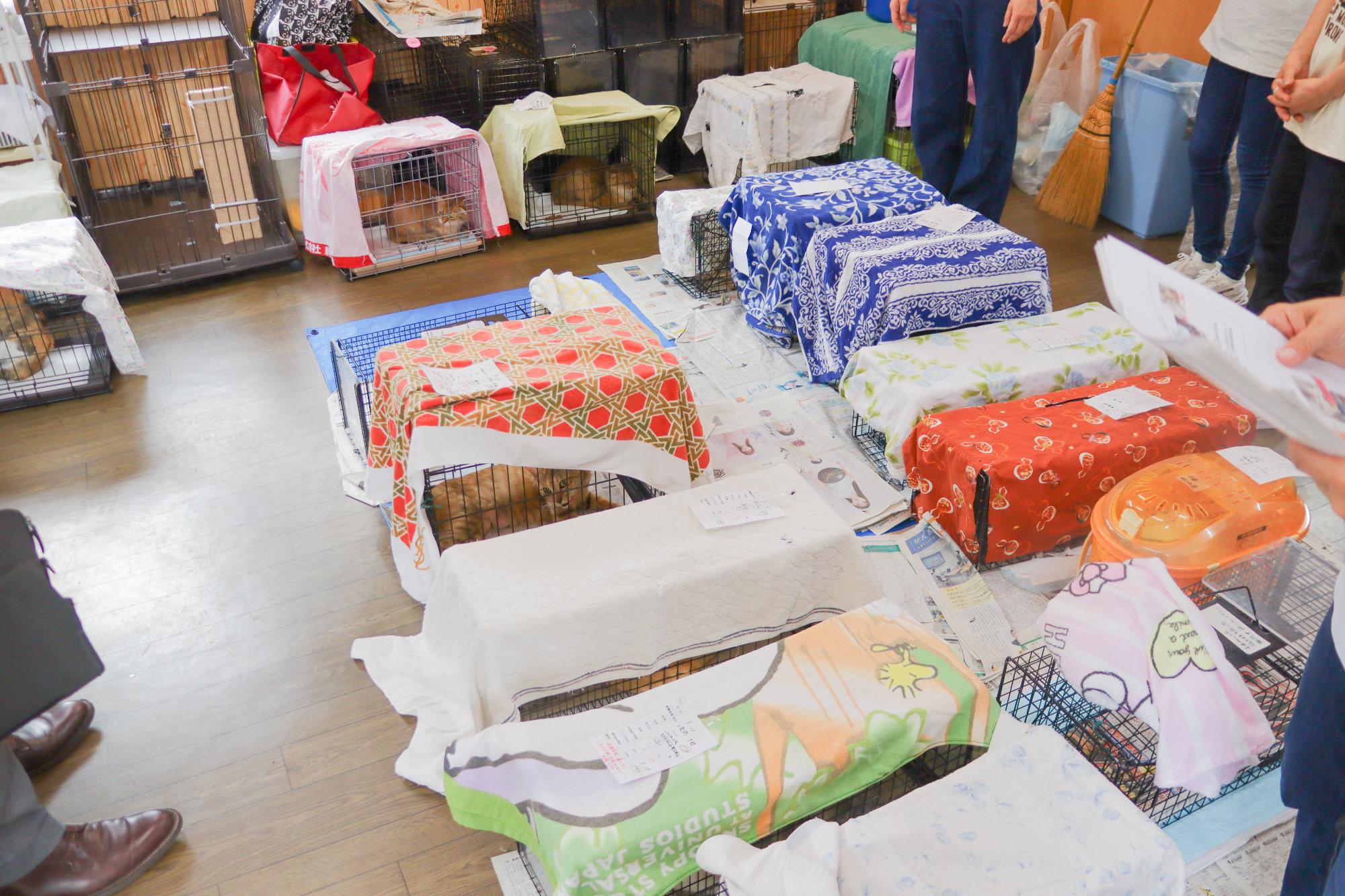 保護された猫たち