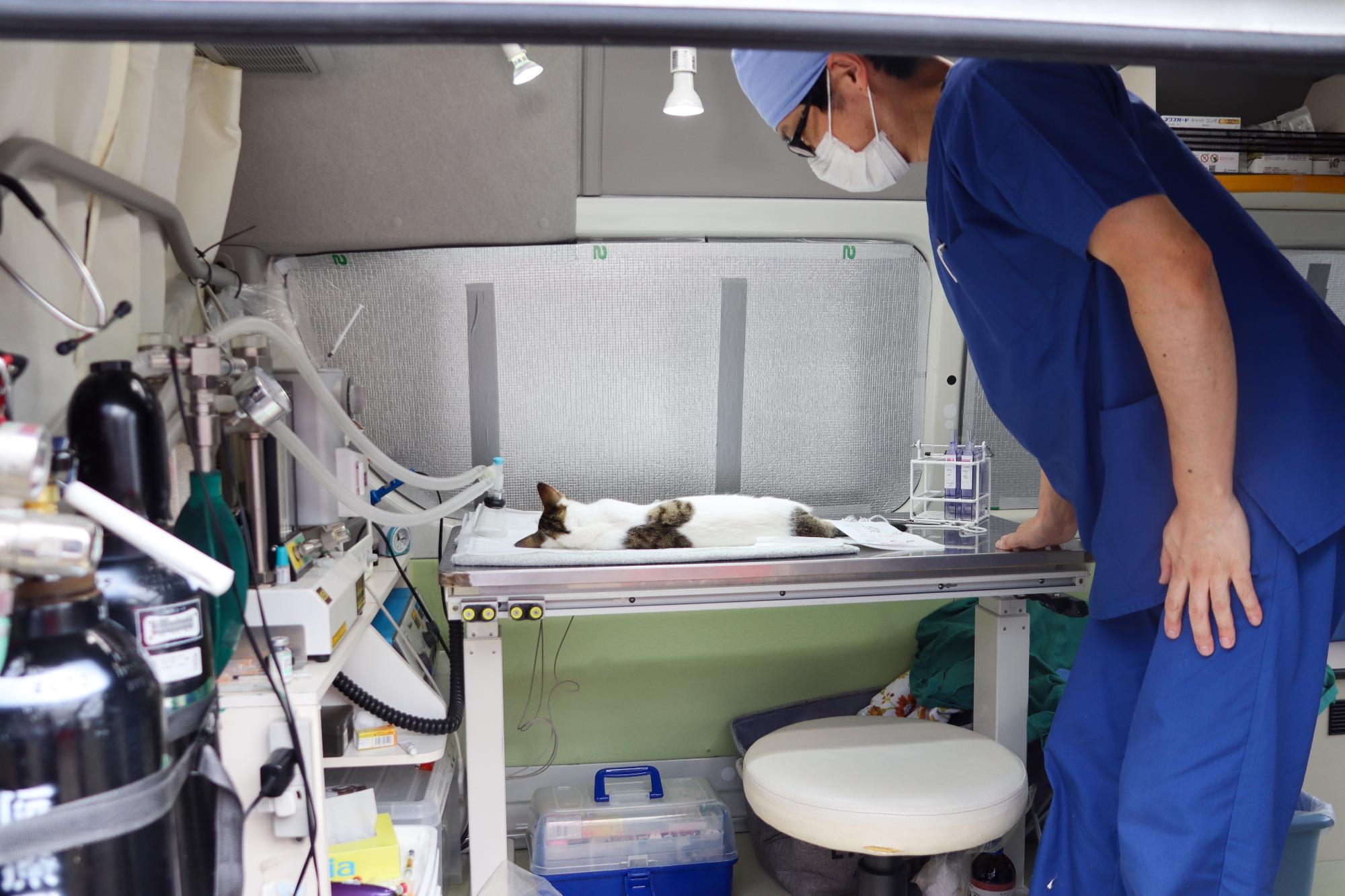 動物移動手術車での不妊化手術