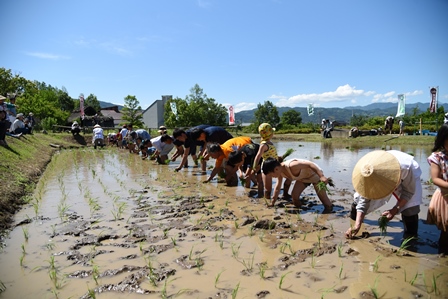 水田に脛まで浸かり、横一列に並んで田植えをしている参加者達の写真