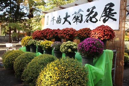 展示看板の下で花瓶にいけられた赤白黄紫の小菊が三段に飾られている写真
