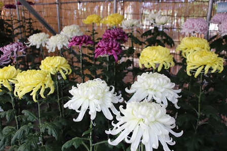 高く咲いた沢山の白黄紫の菊の写真