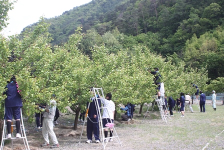あんずを収穫する生徒さんと農家の方々を全体が映るように撮った写真