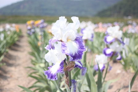 花畑に咲くジャーマンアイリスの花のアップの写真
