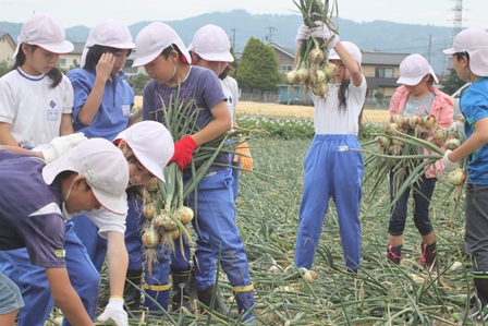 収穫したたまねぎをたくさん持ち、回収している児童達の写真