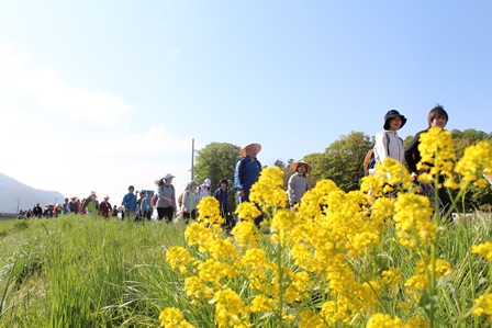 沿道に咲く菜の花と道を練り歩く参加者の写真