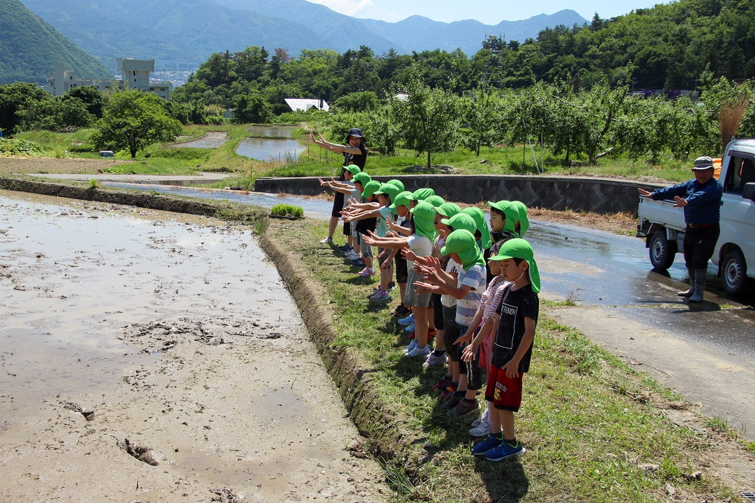 自分たちが植えた稲が大きくなるように田んぼに向かって「大きくなあれ」と全員でおまじないをかける上山田保育園の園児たち