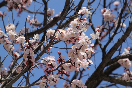 枝に咲き誇る薄ピンクのあんずの花の写真