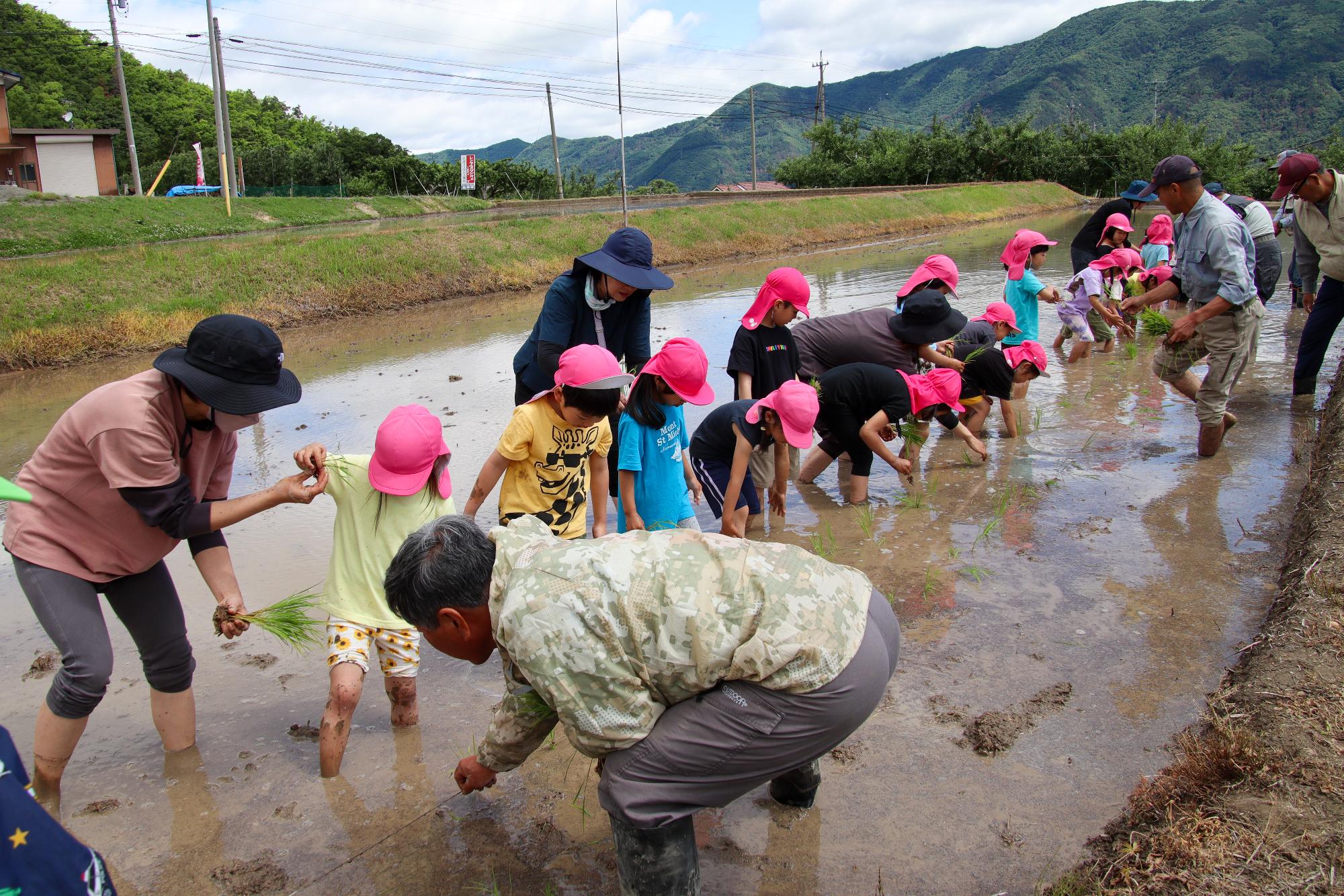 上山田保育園の園児が田んぼに入って田植えをしている様子