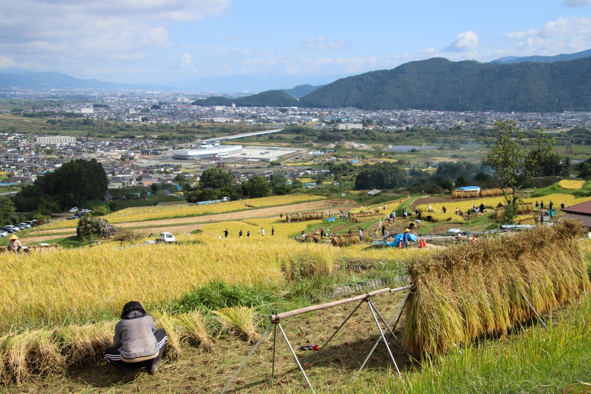 棚田貸します制度の稲刈り、ハゼ掛けの様子