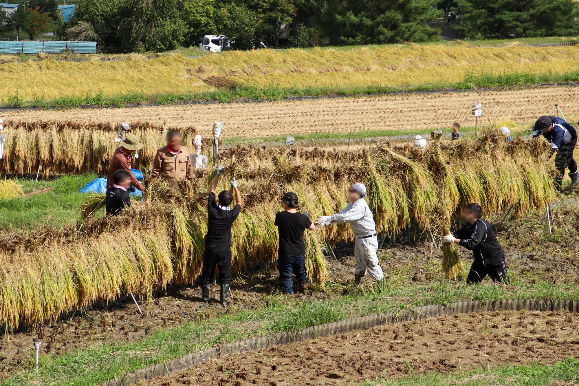ハゼ掛けをしているオーナーさん