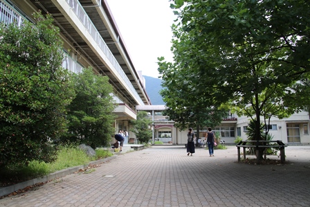 大きな樹が植えられた校舎中庭の写真