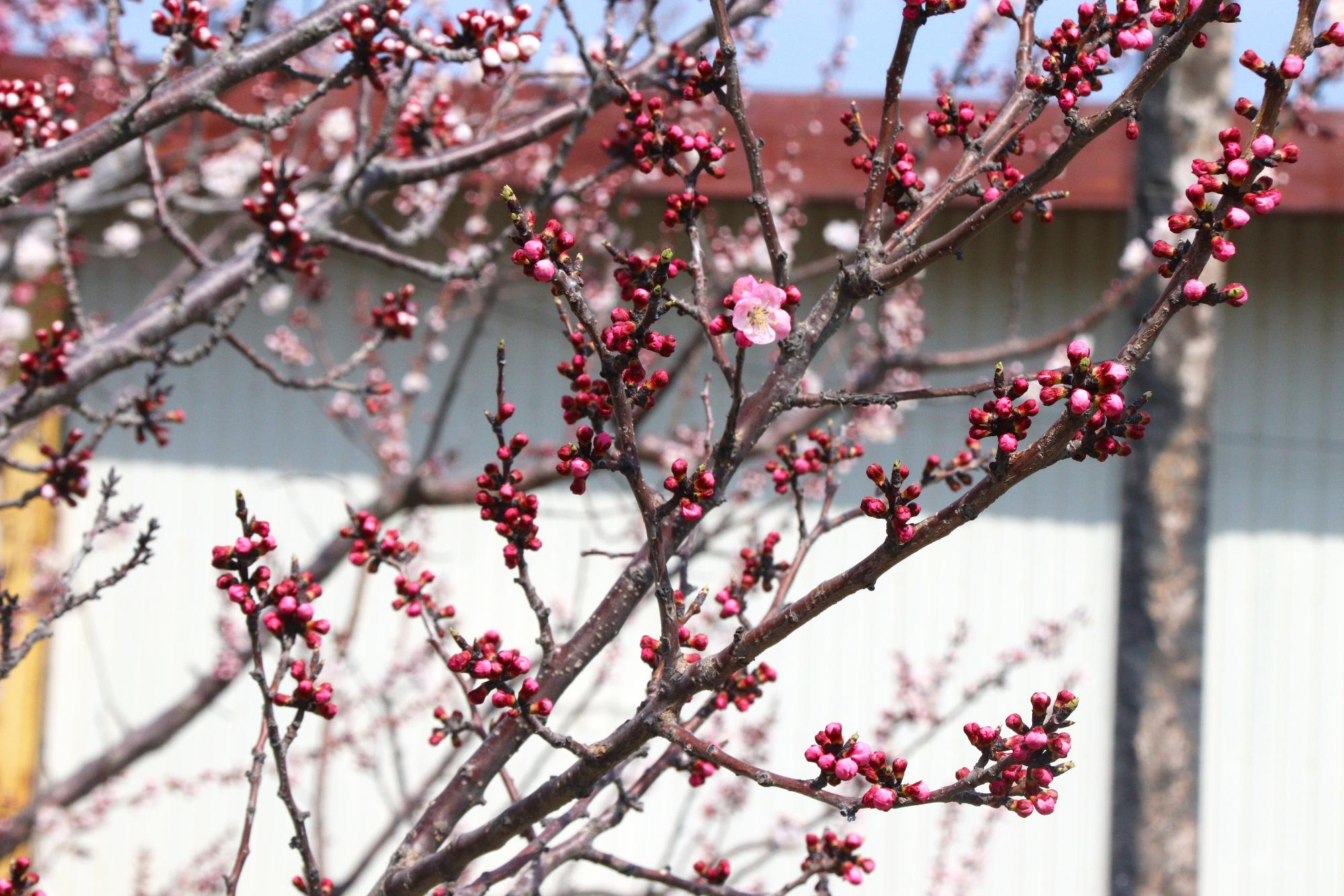 開花したあんずの花
