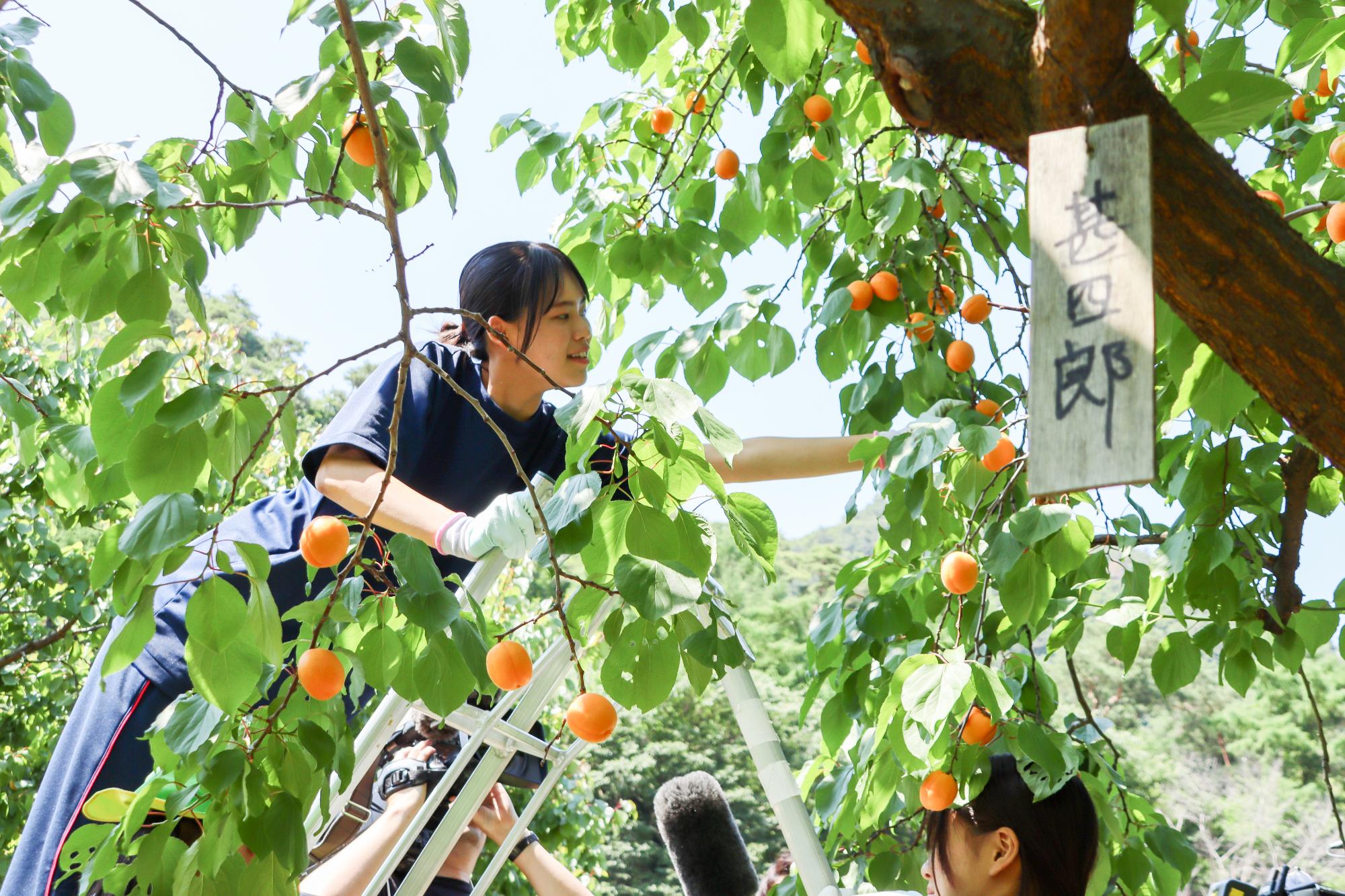 あんず(甚四郎)を収穫する女子生徒(右から撮影)
