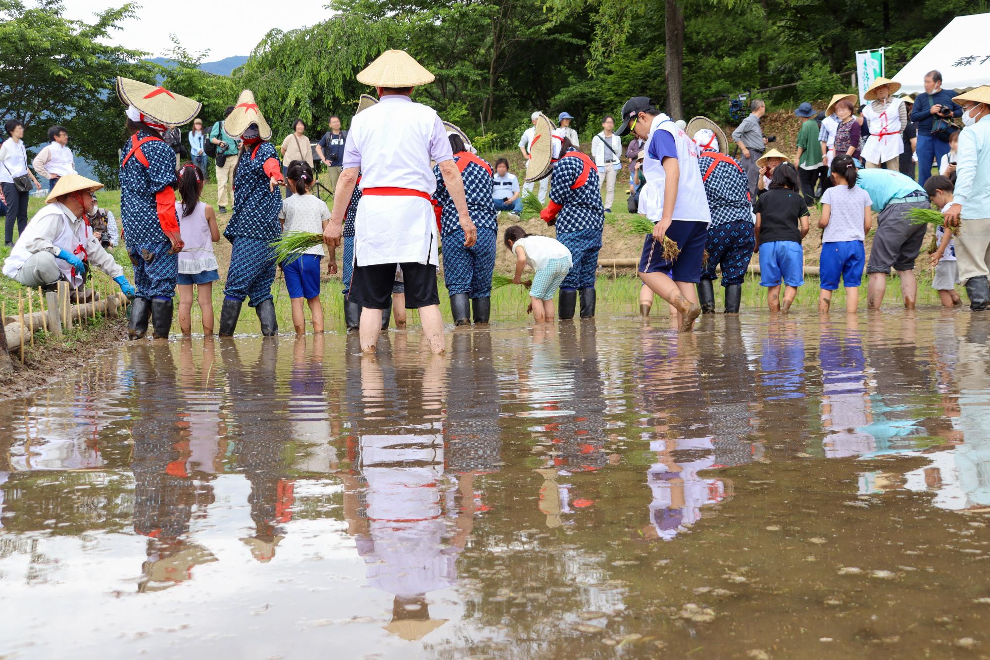 田植えする早乙女と中学生たちを後ろから撮影