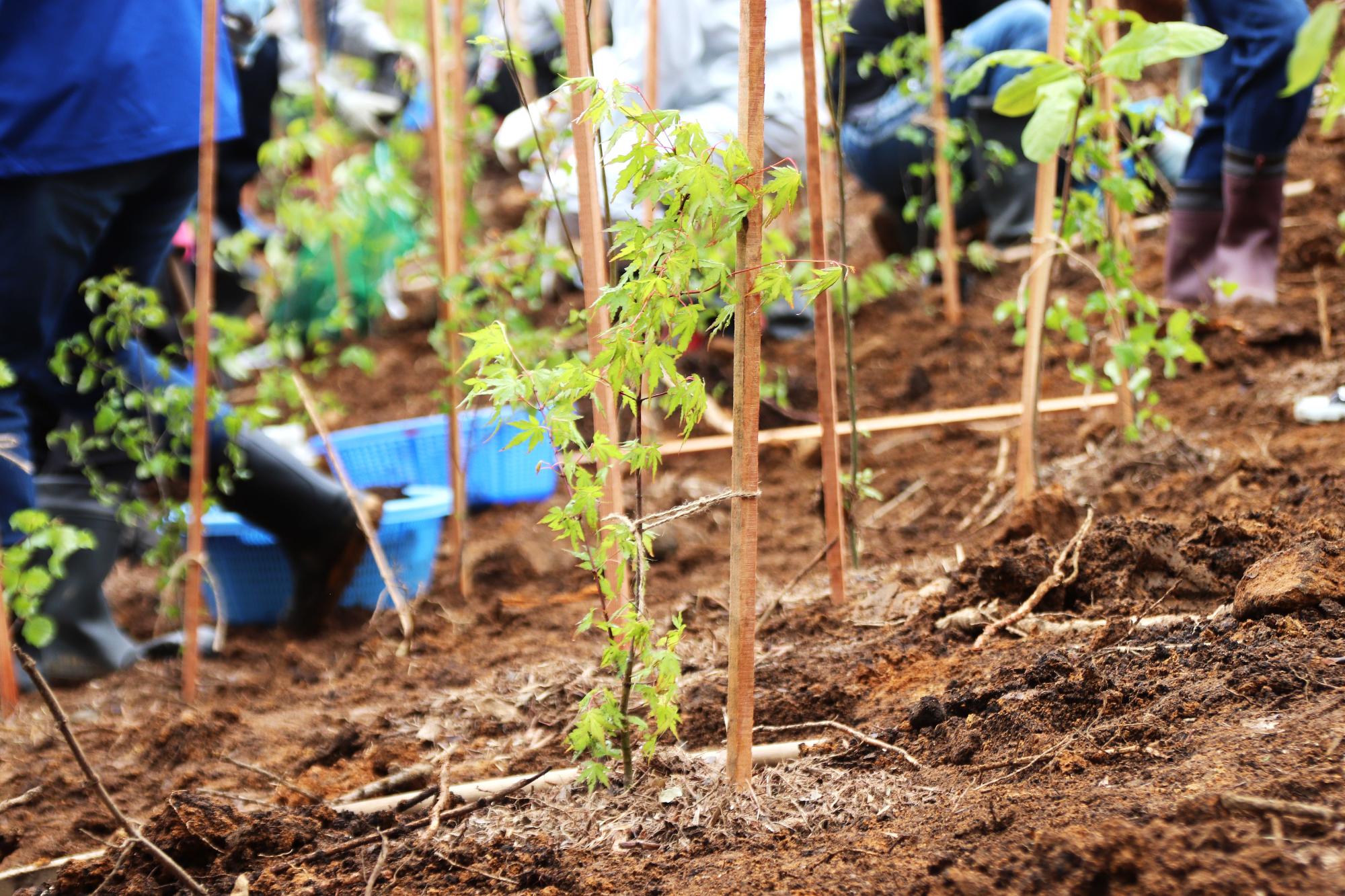植樹作業が完了した苗木