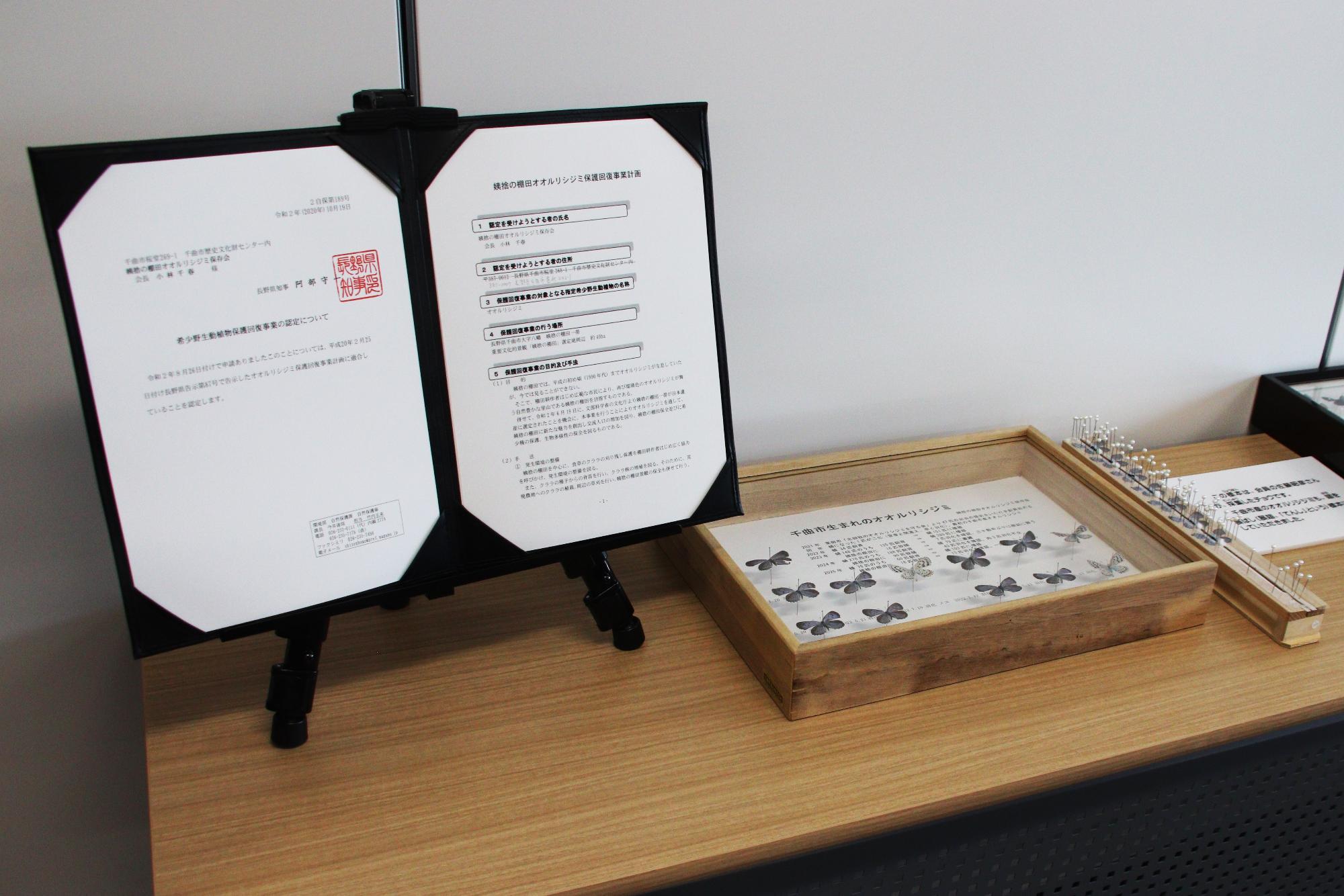 県からの認定証とオオルリシジミ標本の展示