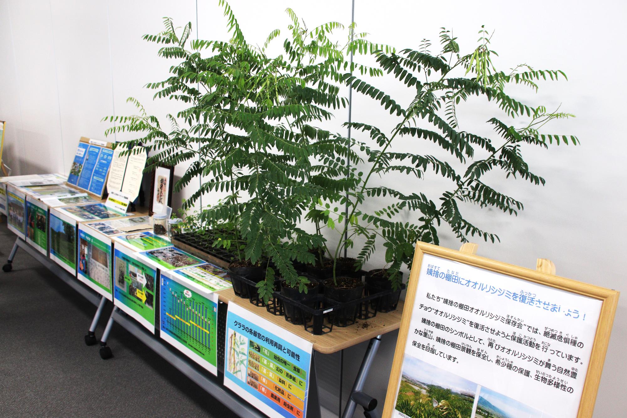 オオルリシジミの食草クララの展示
