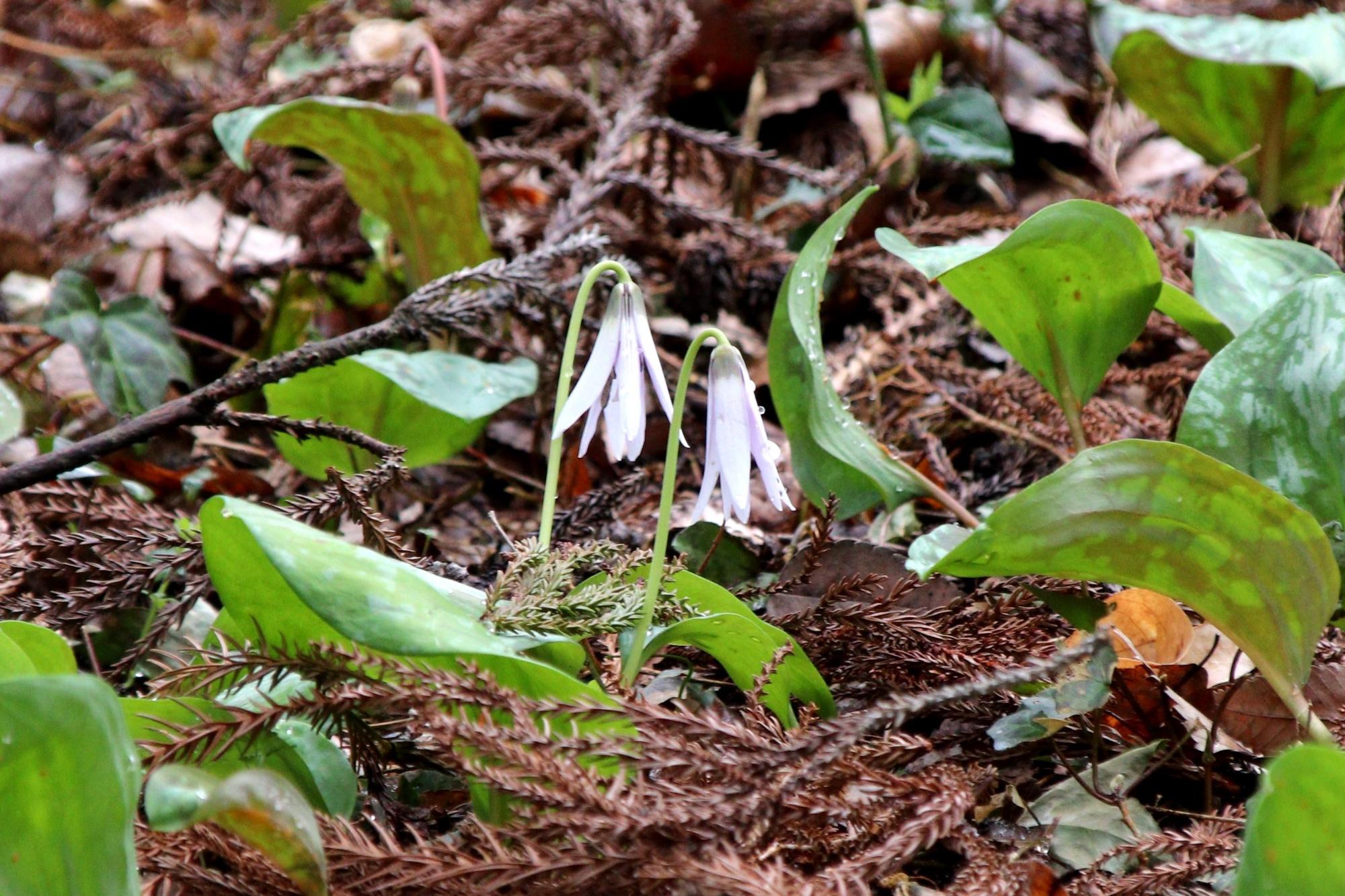 非常に珍しい白いかたくりの花