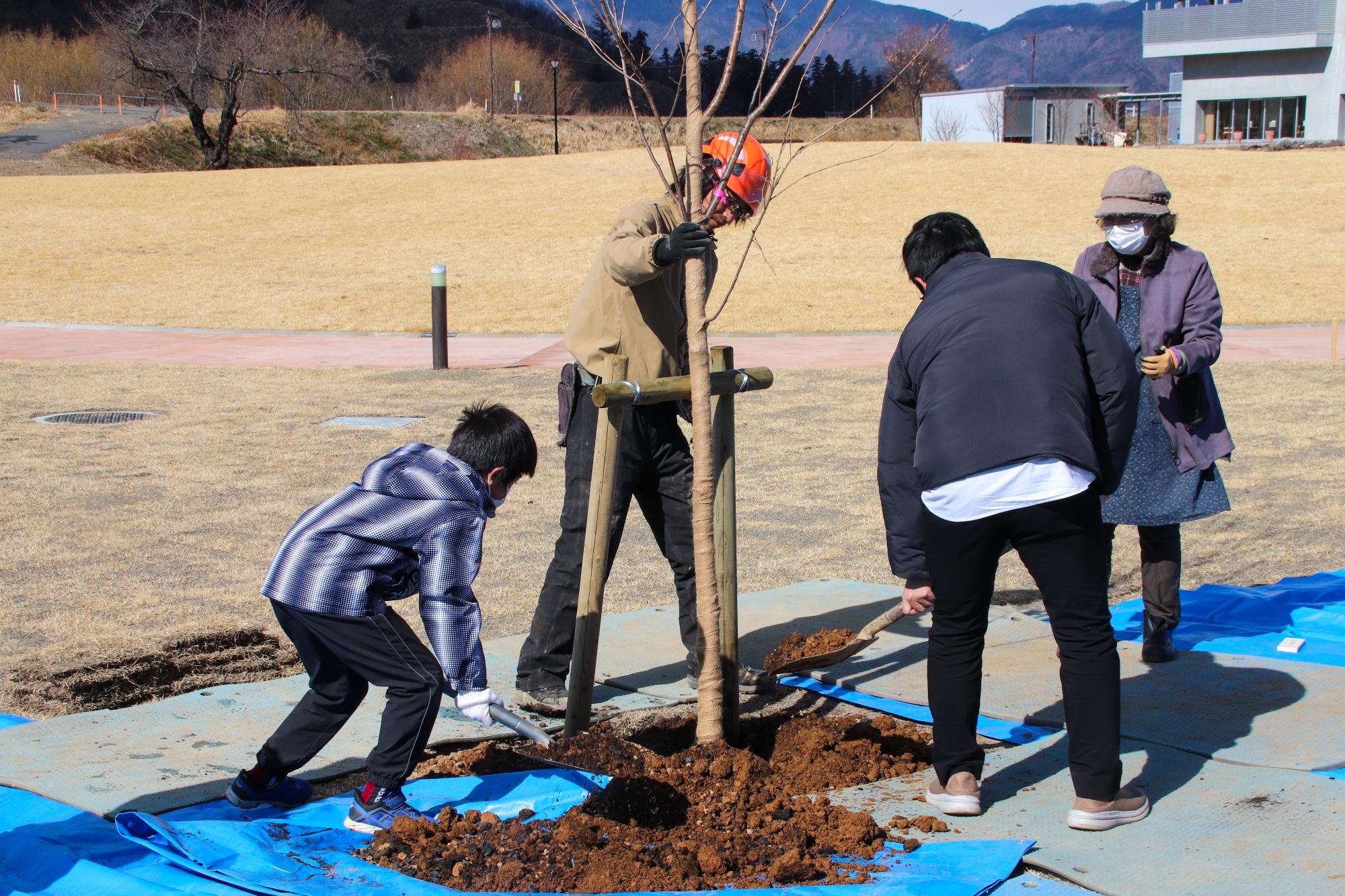 桜の木の植樹の様子