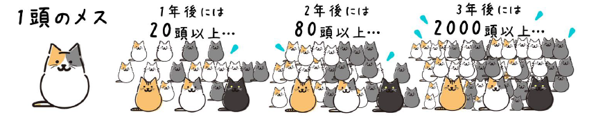 1頭のメス猫から1年後・2年後・3年後と段階的にどんどん繁殖し増えていく過程のイラスト