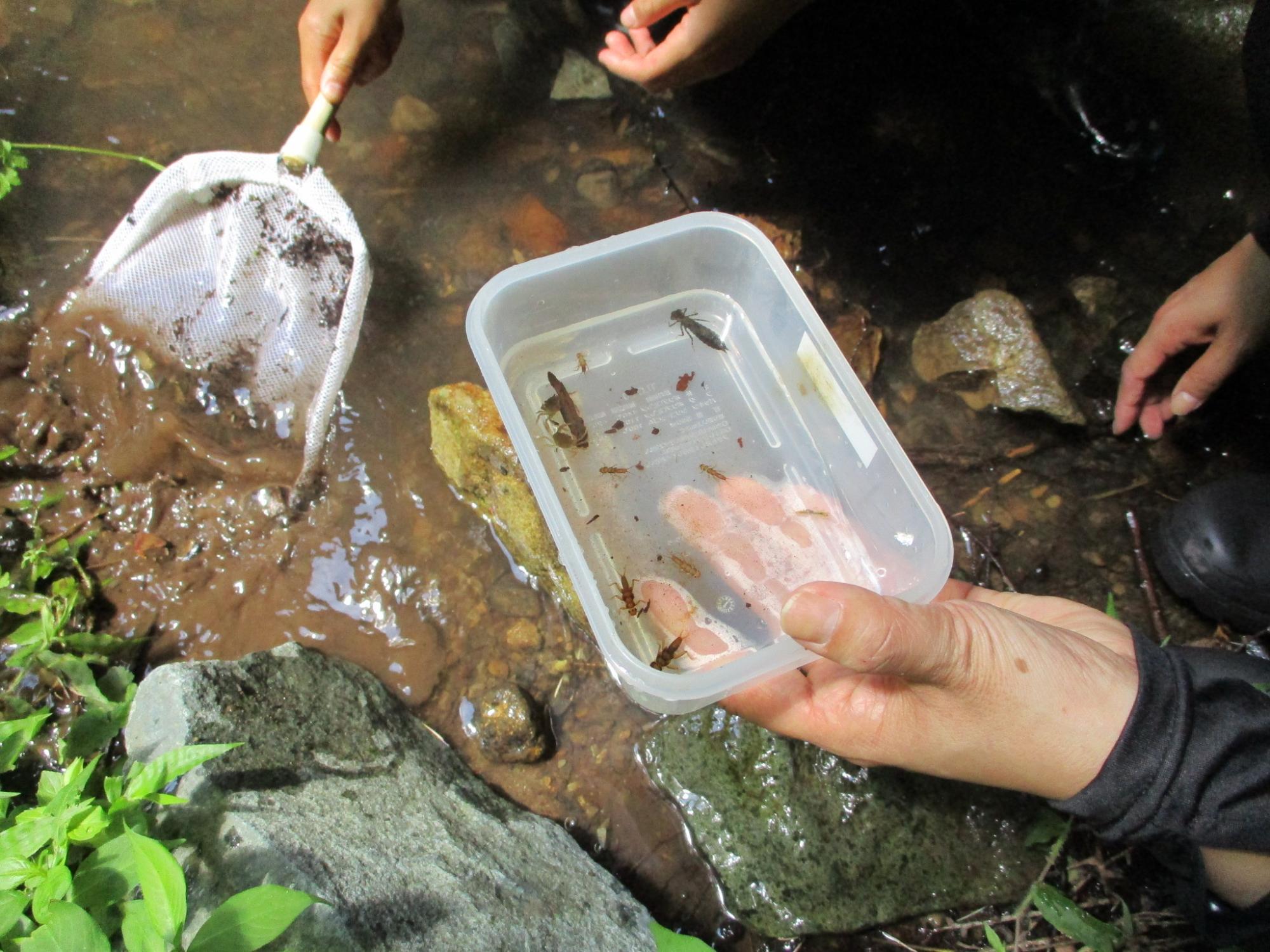 水生生物教室生物写真