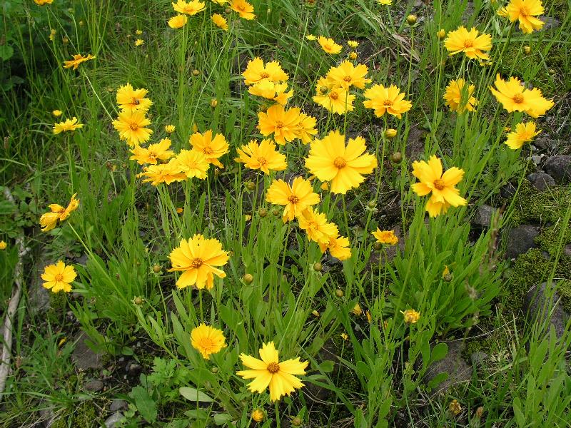 黄色い小さな花が咲いている植物が、たくさん生い茂っている写真