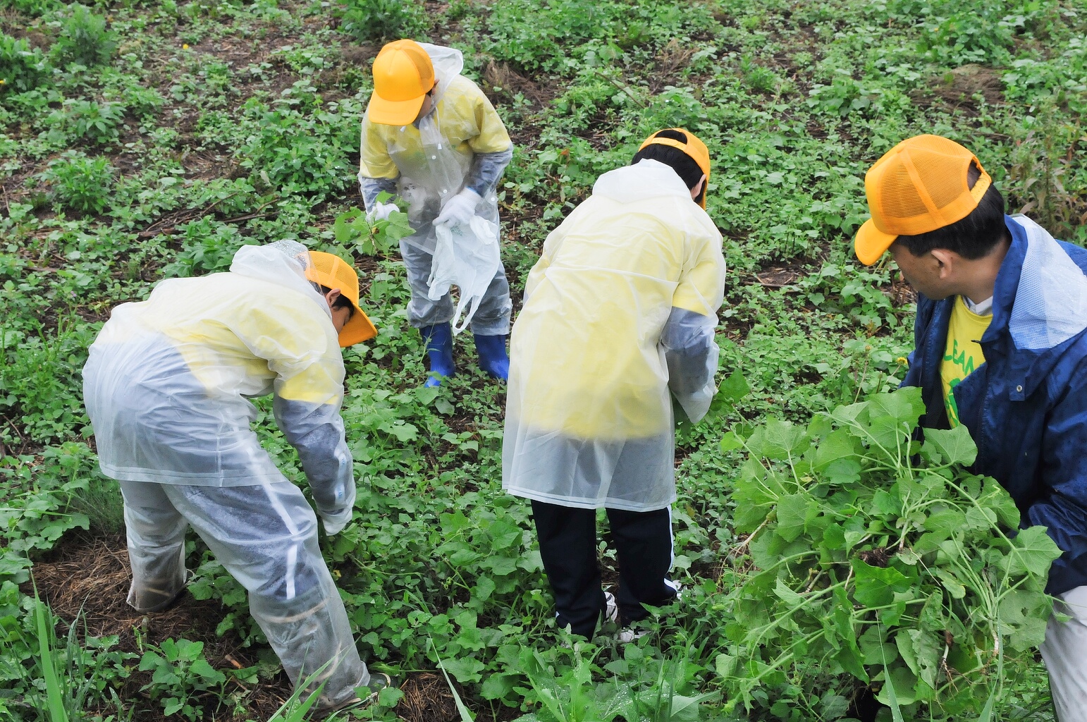 黄色い帽子をかぶった人たちが、かがみこんで雑草を駆除している千曲川クリーン作戦の様子の写真