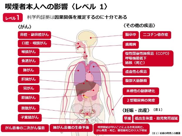 喫煙者本人への影響の図レベル1