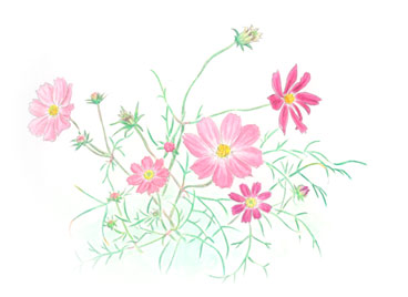 白い背景にピンク色のコスモスの花が描かれているイラスト
