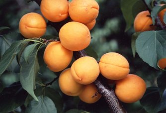 オレンジ色の丸いあんずの実の写真