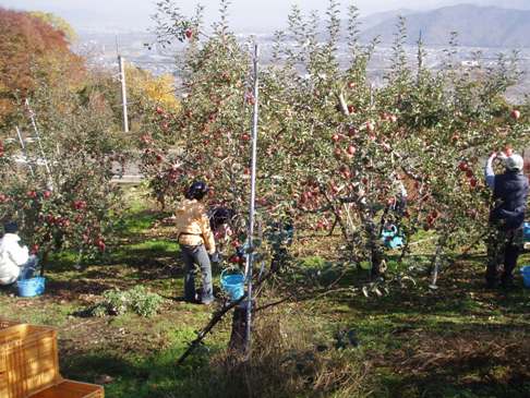 たくさんの実がついたりんごの木の下で、何人かの人が収穫体験をしている写真