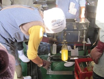 機械を使ってりんごジュースの瓶詰め作業を行っている人の写真