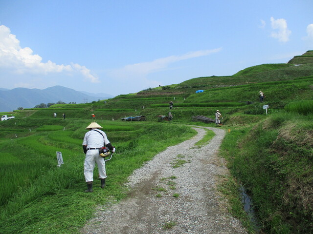 青空と段々畑、作業着を着た男性の後ろ姿の写真