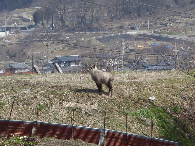住宅を背にした小高い丘の上に、やわらかい毛並みの長い脚をした動物が立っている写真