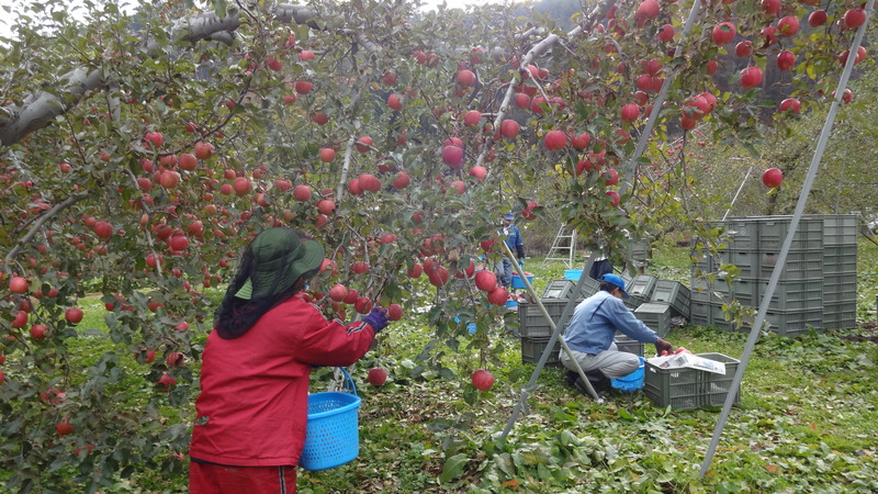 真っ赤に熟した果実を収穫しているスタッフらの作業風景の写真