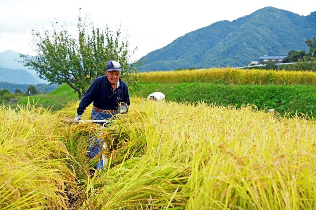帽子をかぶった男性が、黄色く実った稲を刈っている写真