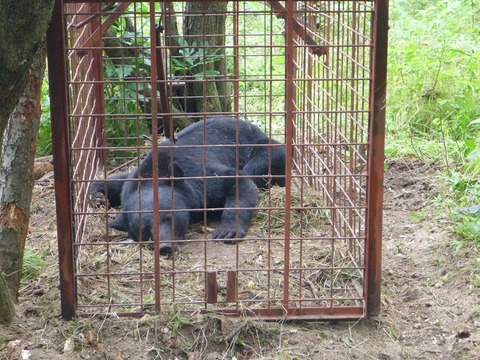 屋外の檻の中に、ぐったりした黒い熊が寝そべっている写真