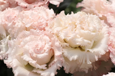 白と薄紅色のグラデーションをしたトルコギキョウの花が満開に咲いている写真